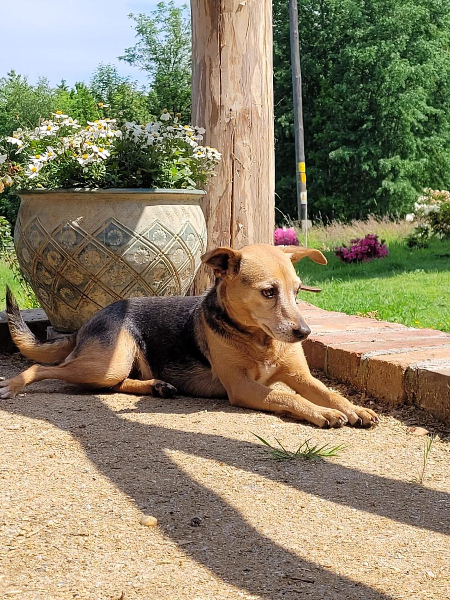 Roze I Jablonie Agroturystyka Gryfów Śląski Exteriér fotografie